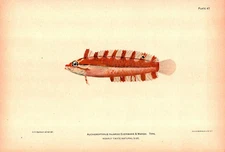 "AUCHENOPTERUS FAJARDO" Antique Rare Hawaiian Reef Fish lithograph 1905