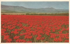 Postcard CA San Onofre California 200 Acres of Poinsettias Vintage PC H4670