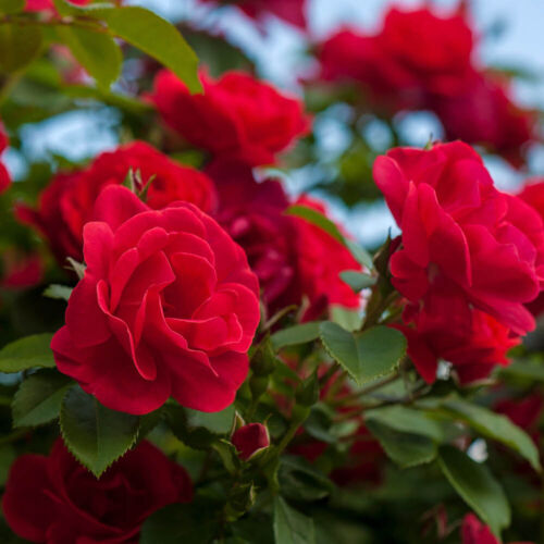 Harkness Roses, 2 x Standard Roses Red Romance, Red Flowering, 5L Pots 80-90cm - Picture 3 of 3