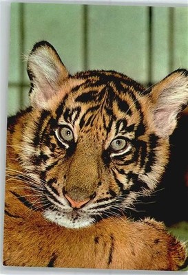 51028804 - Junger Tiger, Zoo Frankfurt