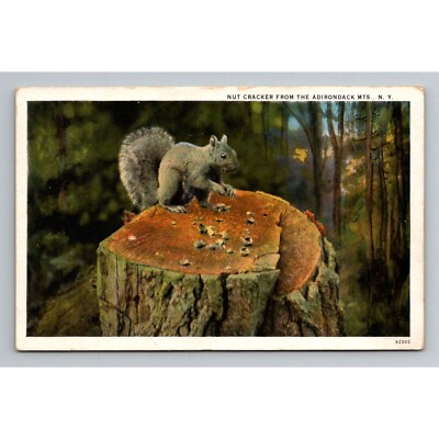 Vintage Nut Cracker Postcard From Adirondack Mts. N.Y. Squirrel written unposted