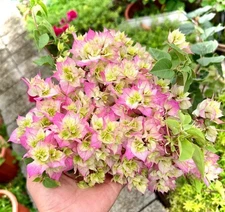 2 Double Delight Bougainvillea Plants 4-7" Tall Pink White Flower  Vine Plant