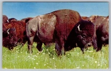 Postcard American Bison Chrome Posted 1958