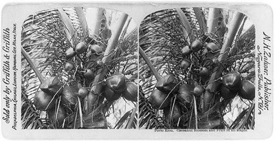 Photo of Stereograph,Coconut Blossom,Fruit,Porto Rico,Puerto Rico,c1899