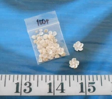 ~ Baby Quahog Shells (Spat) ~100+ Ivory/Beige ~ Shellcraft~ Sailor's Valentines~