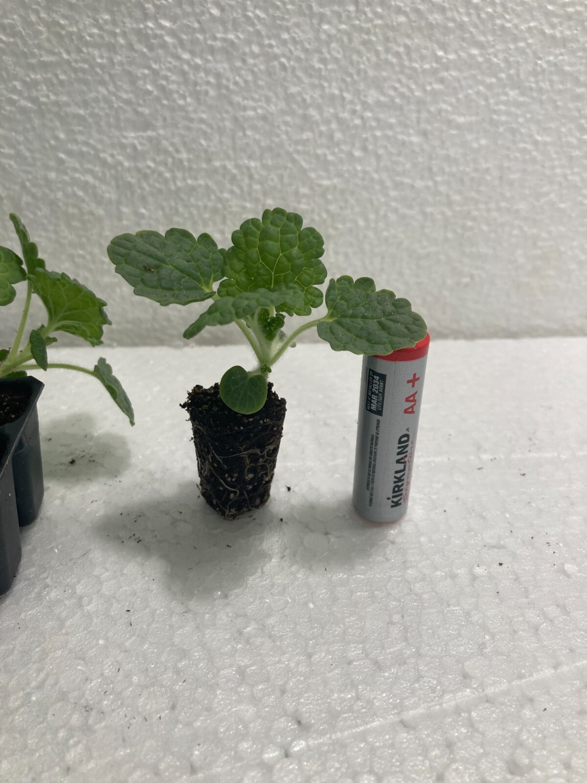 Bells of Ireland (10) Live Plant Plugs eBay