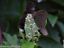 thumbnail 2  - Pokeweed (Phytolacca americana) ✤ 100 Seeds