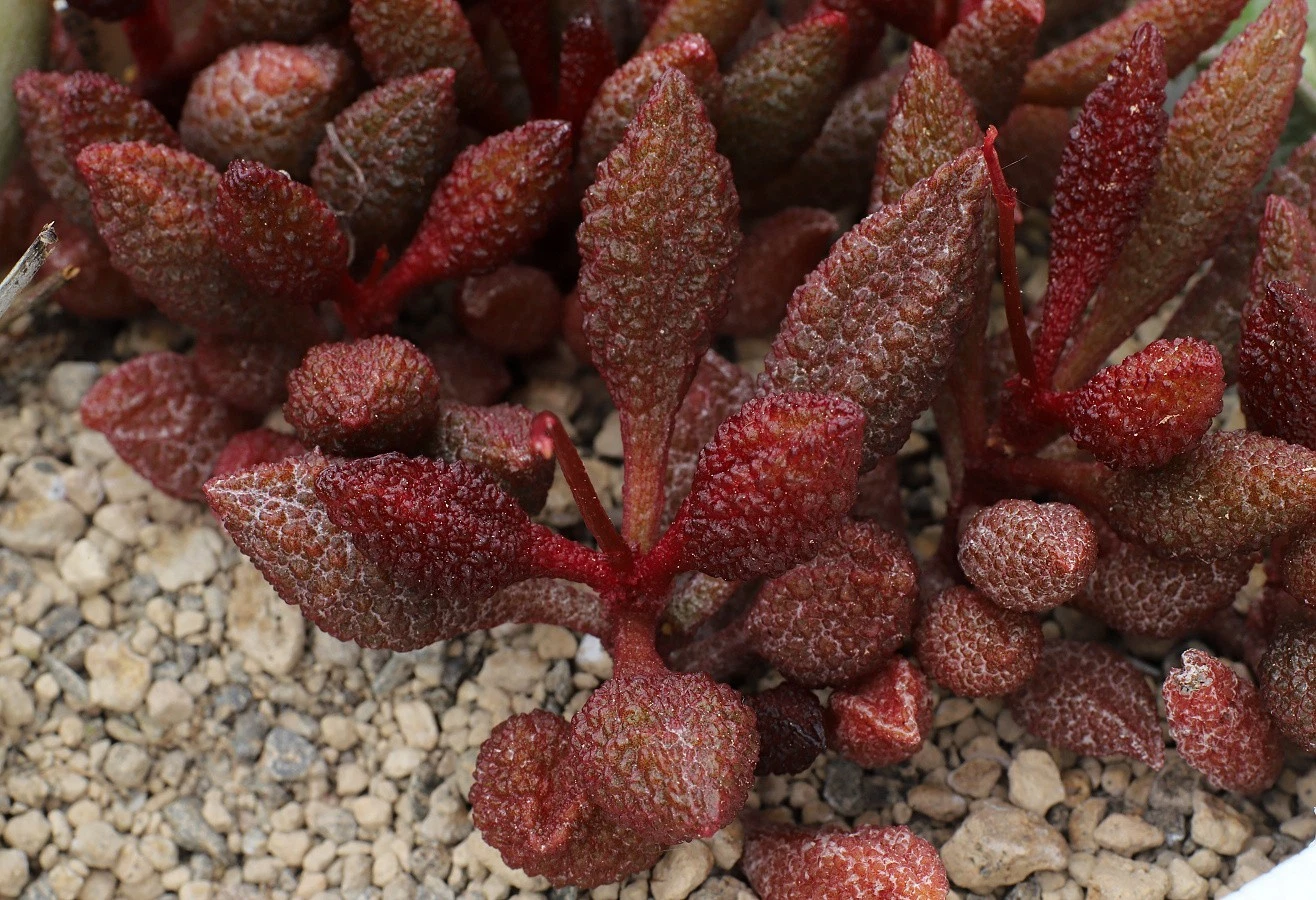 Adromischus marianiae 'herrei' Red succulent plant
Opens in a new window or tab