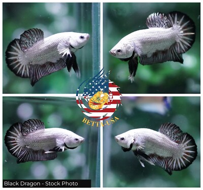 Live Betta Fish High Quality Halfmoon Plakat HMPK Black Dragon