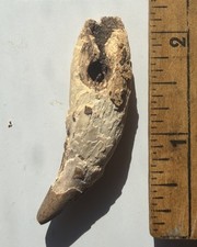 Guaranteed authentic artifact drilled Bear Tooth relic