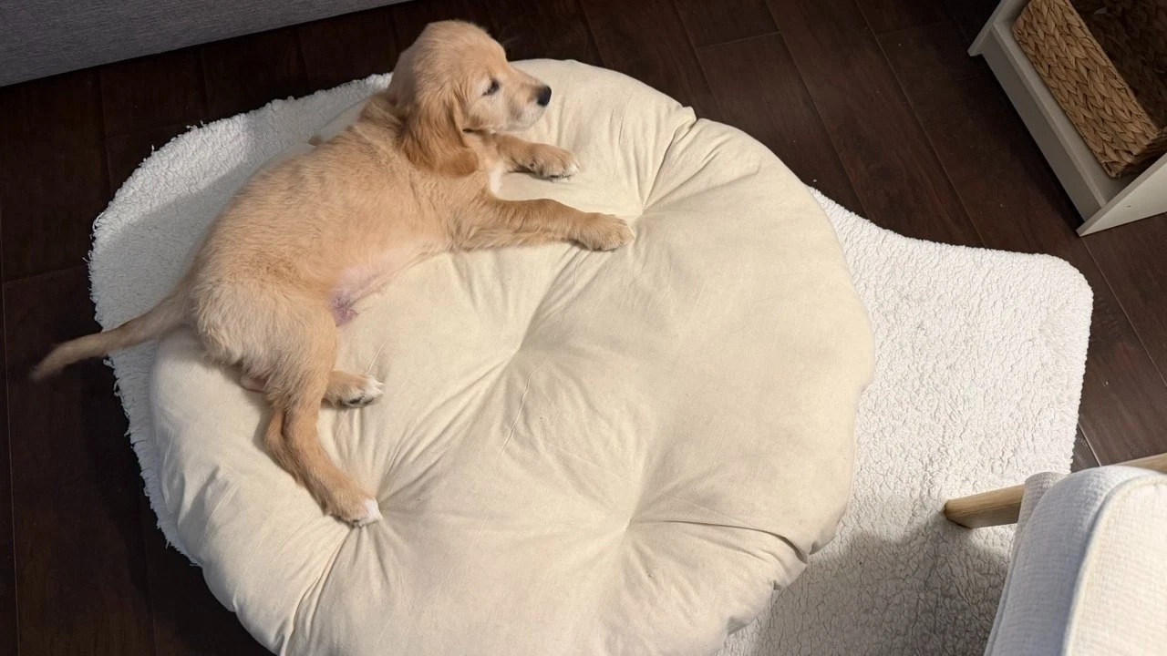 Natural Muslin Fabric Round Dog Bed Insert With Raw Cotton Filler Pillow For Pet