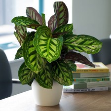 1 x Premium Calathea Flamestar | Evergreen 30-40cm Potted Indoor Prayer Plant
