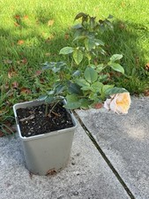Climbing Ginger Syllabub rose. Will be sent out as bareroot