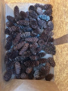 50+ Small Natural Pinecones ~2” – Rustic Craft Lot – Untreated / As Found