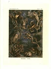Cabinet of Curiosity Poster Board A3 Zoology Batrachia Frog