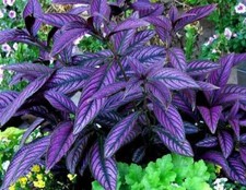 GET ALL 3 = 1  x Purple Passion Plant