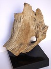 Rare Petrified BRISTLE CONE PINE mounted on the stand. — photo 6