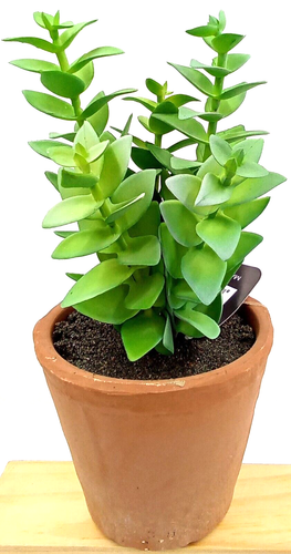 Crassula Succulent Clay Pot Planter Artificial Faux Dirt Plastic Green Floral 8"