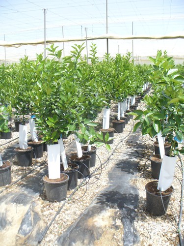 Orangenbaum, Citrus - sinensis naranjo, Verschiedene Sorten ca. 130-150cm hoch - Bild 3 von 3