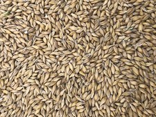 5 kg Futtergerste TOP gerreinigt! Gerste Futtergetreide K&ouml;rnerkissen aus Bayern