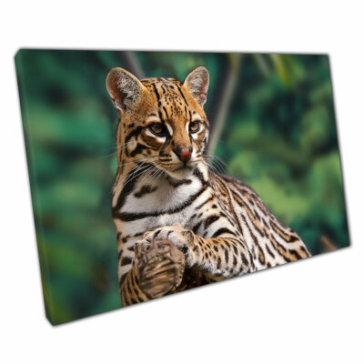 Wild Cat Ocelot Elegantly Resting On Tree Nature Animal Photography Print Canvas