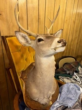 Whitetail Deer Shoulder Mount – Prade Ranch, Real County Texas (Dec 1990)