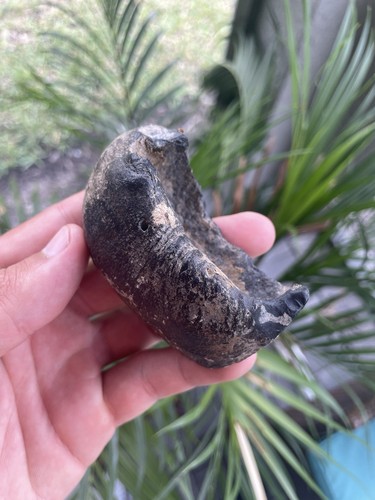 DOLPHIN/WHALE EARBONE FOSSIL CETACEAN ANCIENT FOSSIL - Bild 5 von 6