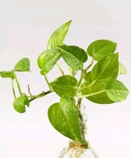 Epipremnum aureum LIVE Money Plant Indoor aquarium plant Devil's ivy With Root