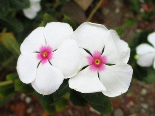 100 BRIGHT EYES PERIWINKLE Vinca Rosea Dwarf White & Pink Flower Seeds - Picture 9 of 10
