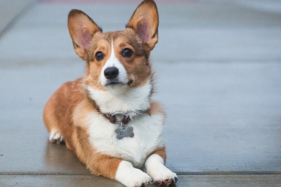 ETIQUETA DE IDENTIFICACIÓN DE MASCOTAS GRABADA PERSONALIZADA ETIQUETA DE NOMBRE DE PERRO GATO DOBLE CARA Foto 4 de 4