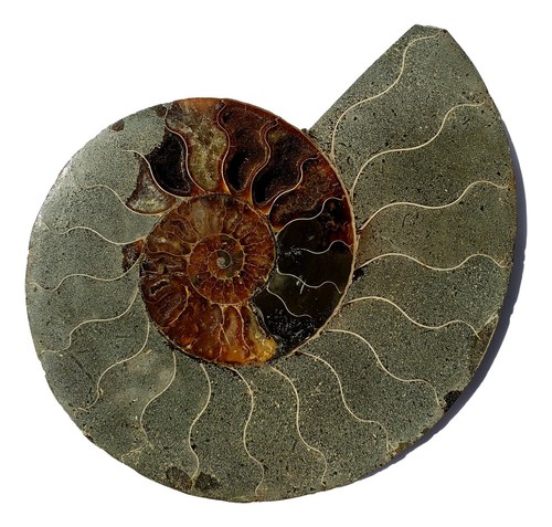 Echtes Ammoniten Fossil Paar (AM11) - gespalten und poliert - von Dinosauriergestein - Bild 4 von 6
