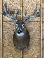 Eleven Awesome Whitetail Deer Mounts - Beautiful And In Amazing Condition!
