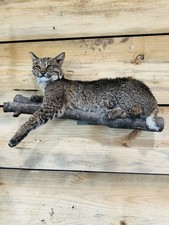 Beautiful North American bobcat mount.No reserve