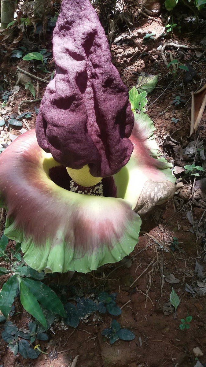 Amorphophallus paeoniifolius, Elephant Foot Yam - 100 Sementes | eBay