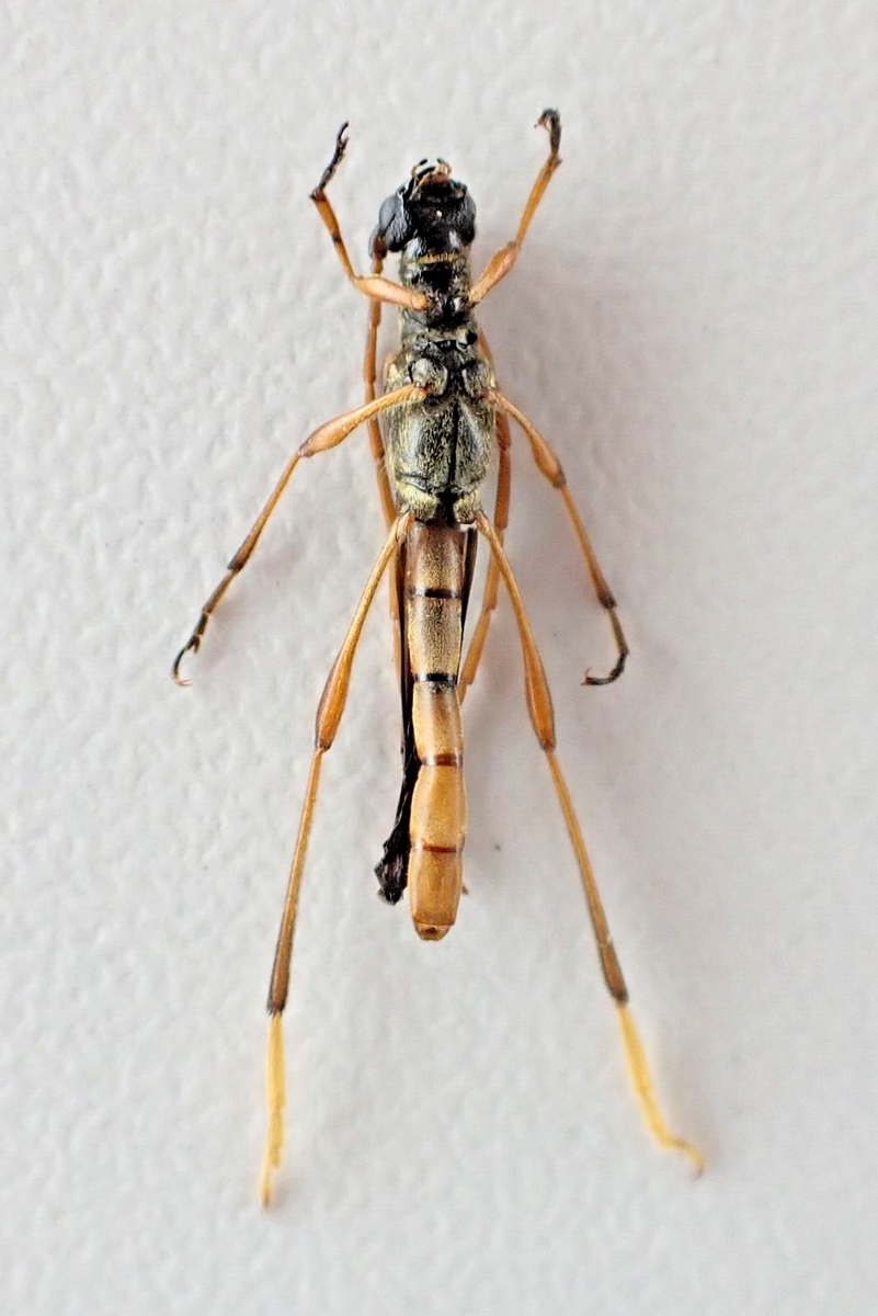 j50072. Insects, Cerambycidae, Necydalis sp. New?. Vietnam, Cao