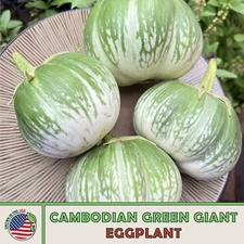 20 Cambodian Green Giant Eggplant Seeds, Solanum melongena, Non-GMO, Genuine USA