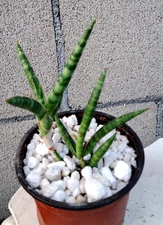 Sansevieria Ballyi 'Star' Miniature  Plant Houseplant Succulent