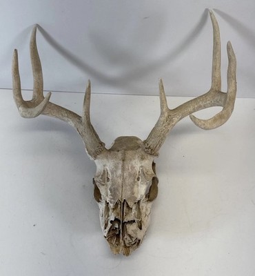 Vintage 8 Point Whitetail Deer Antler Rack Horn Skull European