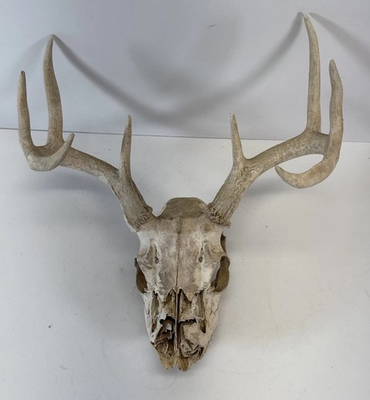 #ad Vintage 8 Point Whitetail Deer Antler Rack Horn Skull European Mount Man Cave $84.99