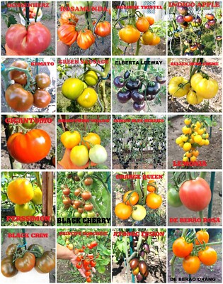 Tomatensamen Mix Set 20 Sorten Gesamt 80 Samen 