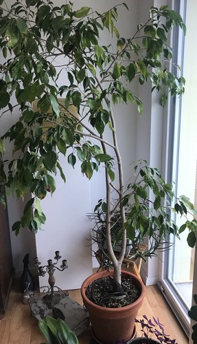 Büro-und Zimmerpflanze grüner Ficus benjamini - Birkenfeige-190 cm hoch - Bild 5 von 8