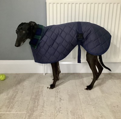 blizzard whippet coat