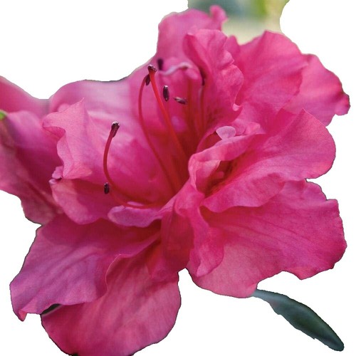 Azalee Parkfeuer 30-40cm - Rhododendron luteum - Alpenrose | eBay