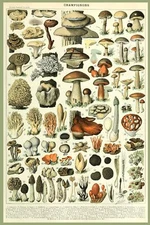 8332.Decoration Poster.Home Room wall design art print.Mushroom Science decor