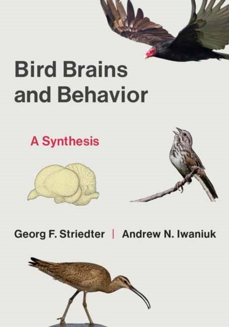 Bird Brains and Behavior: A Synthesis by Georg F. Striedter NEW - Image 5