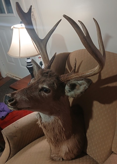 8 Point Mount Whitetail Deer Head Taxidermy 21" Spread 14" High
