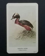 General Cigar Company Trading Card - No. 7 Horned Grebe - Card 4