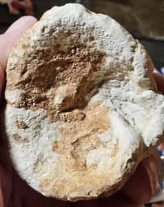 RARE Jurassic Fossil Sponge Aretotragos jaraczi Zalas Poland Complete Specimen