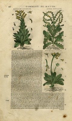 Antique Print-Botany-Bouillon plant-Primrose-Mattioli-p. 610-Anonymous-1572