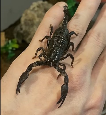 (1) Live Early Sub-Adult Female Emperor Scorpion (Pandinus i.) [3 ½-4  Inches]